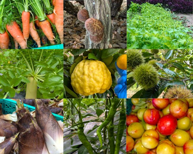自家菜園のお野菜