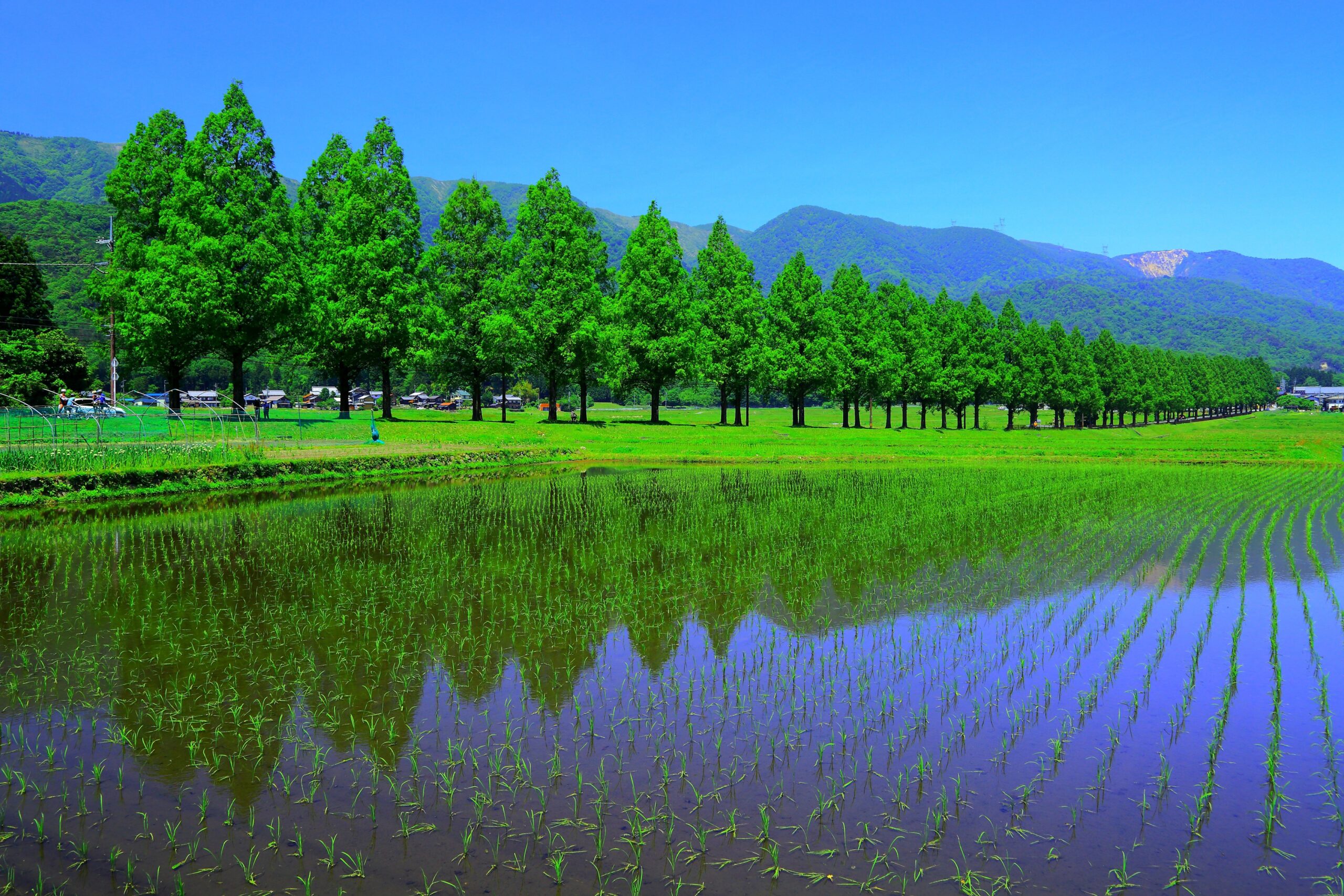 水杉林荫道