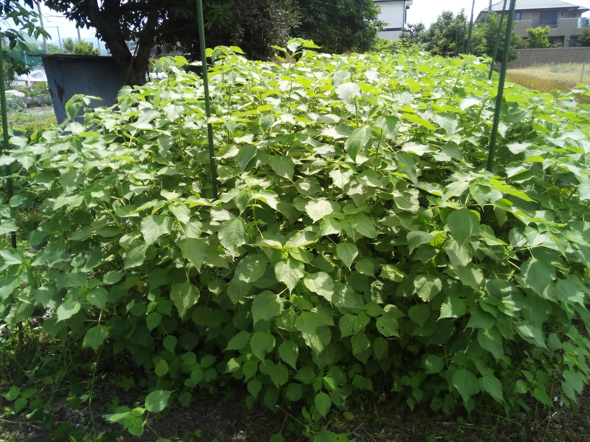 Une tradition millénaire au coeur de Shiga
