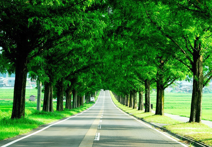 메타세콰이아 가로수