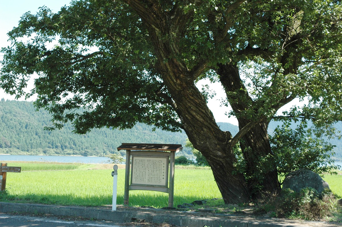Celestial Maidens’ Willow