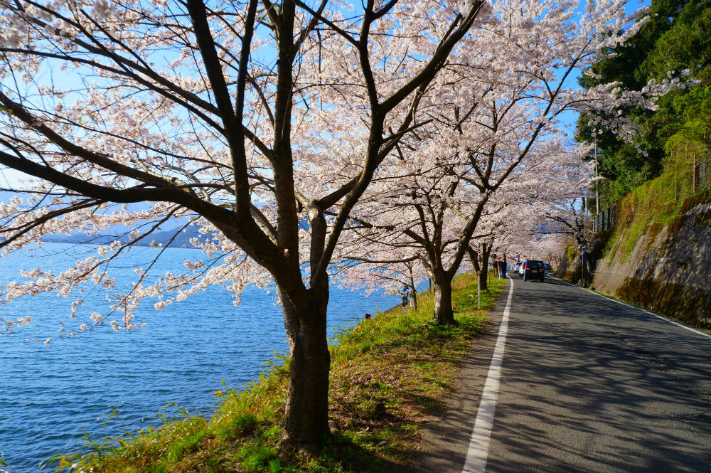 Biwako Valley, Kaizu's Cherry Blossoms